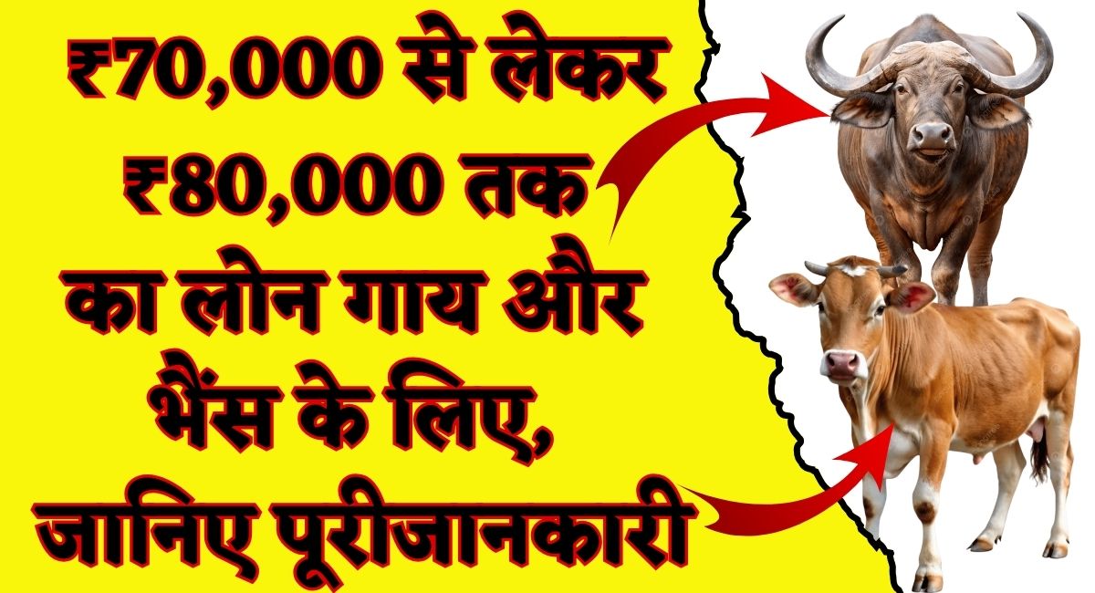 SBI Pashupalan Loan : ₹70,000 से लेकर ₹80,000 तक का लोन गाय और भैंस के लिए, जानिए पूरी जानकारी