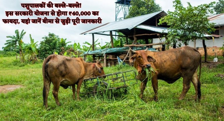 Mukhyamantri Mangla Pashu Bima Yojana : पशुपालकों की बल्ले-बल्ले! इस सरकारी योजना से होगा ₹40,000 का फायदा, यहां जानें बीमा से जुड़ी पूरी जानकारी