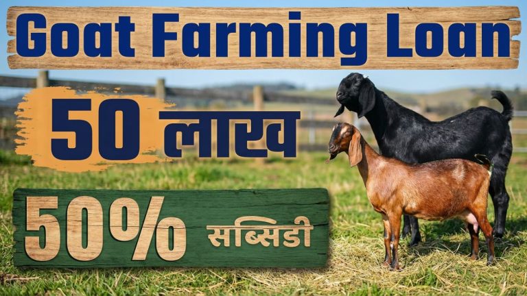 Goat Farming Loan : बकरी पालन के लिए लोन कैसे लें? पूरी जानकारी, सब्सिडी और प्रोसेस